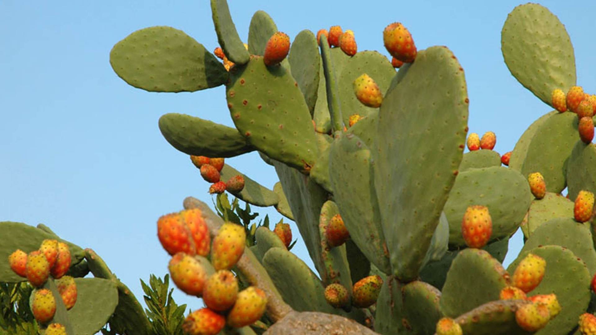 Científicos venezolanos estudian calidad nutricional del Nopal para el desarrollo de alimentos