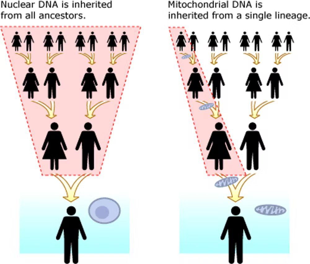 El ADN mitocondrial genealogía y evolución.