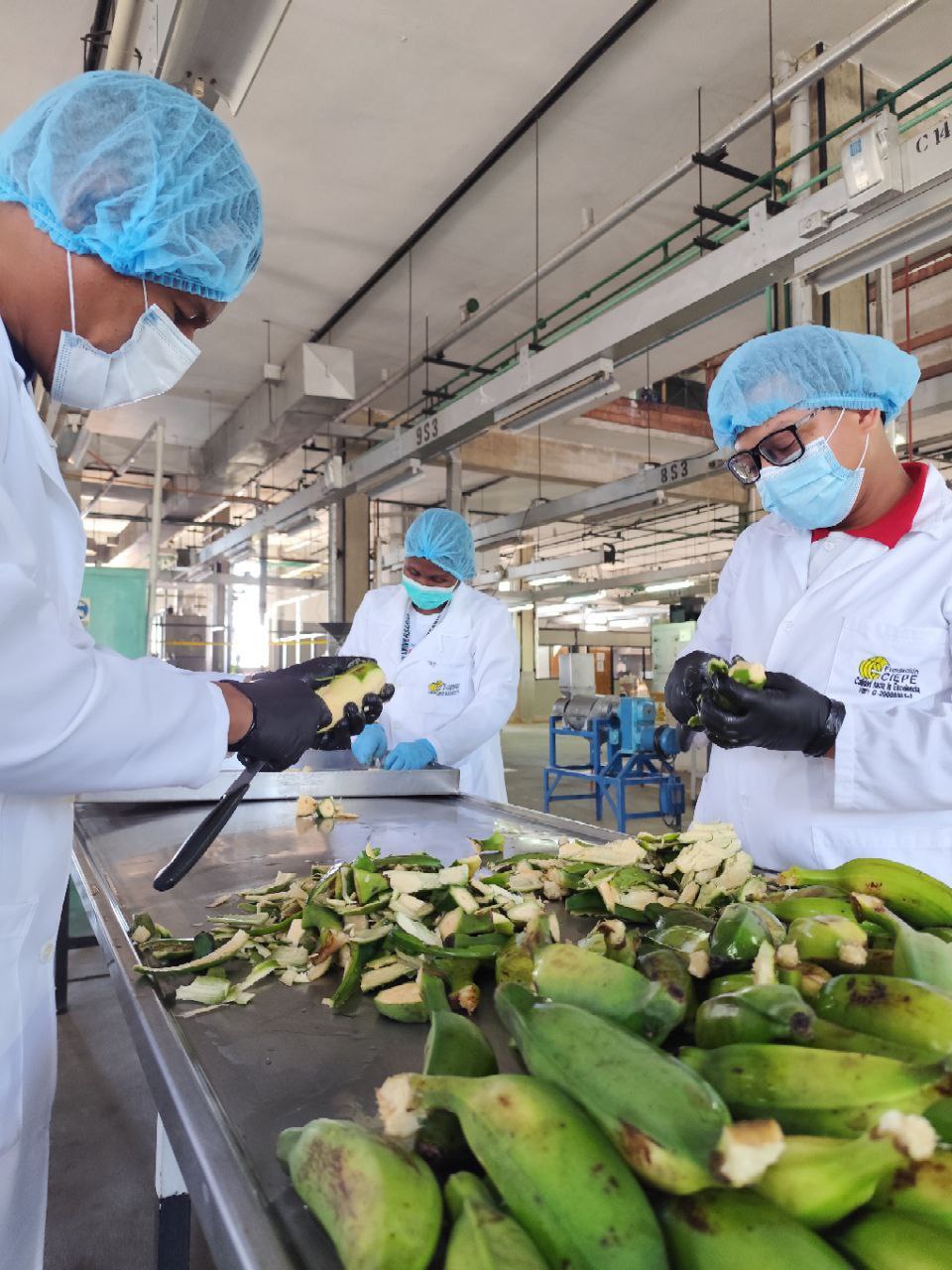 Fundación CIEPE ejecuta proyecto de investigación acerca del ‘’Desarrollo de harina a partir del topocho verde (Musa paradisiaca ABB) para ser utilizada en la elaboración de productos alimenticios.