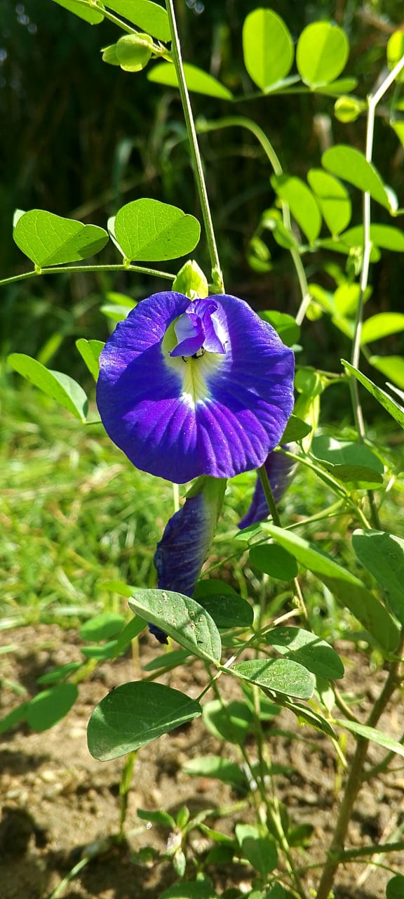 Fundación CIEPE  La Clitoria ternatea y su potencial nutricional para la alimentación animal.