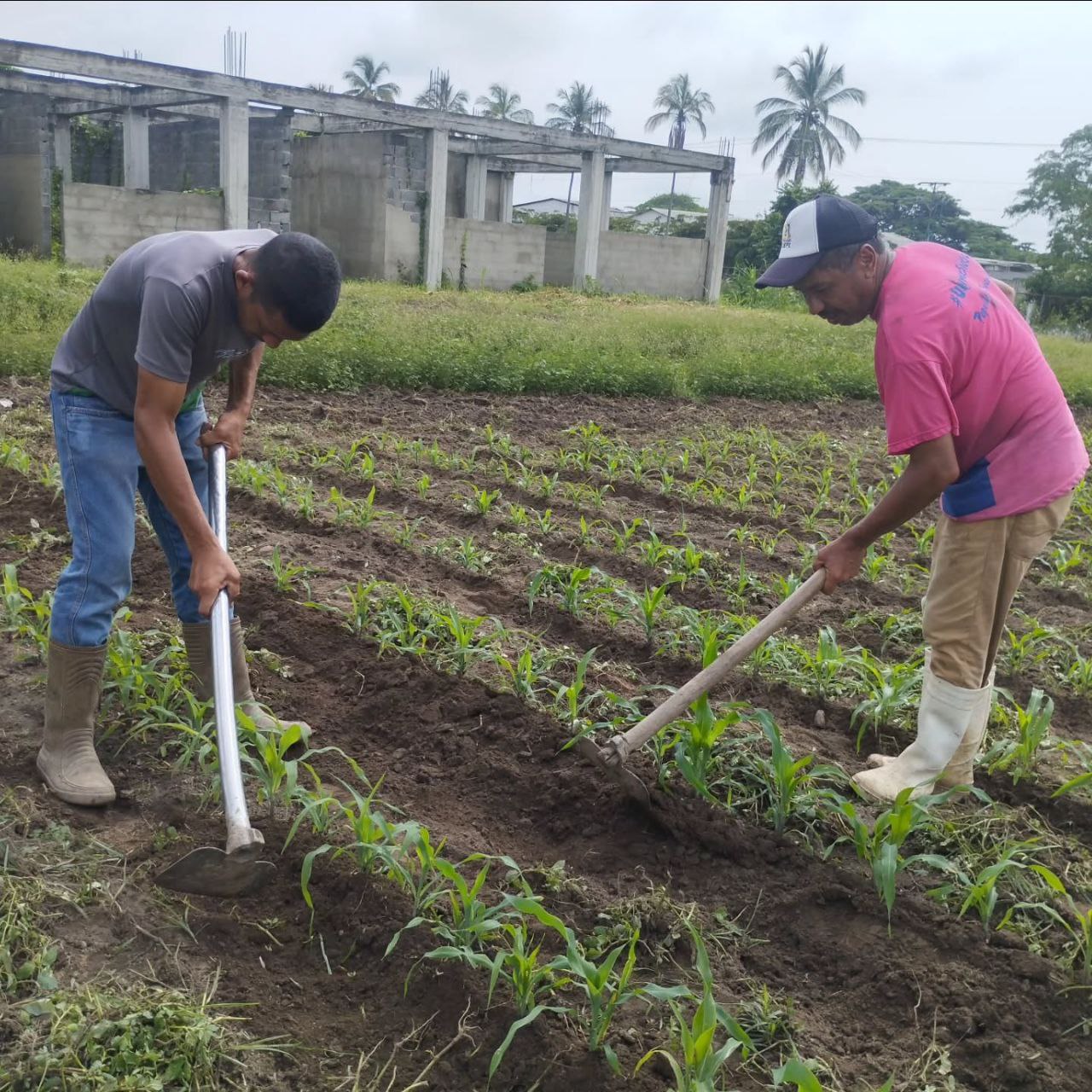 Fundación CIEPE promueve el cultivo agroecologíco del maíz criollo